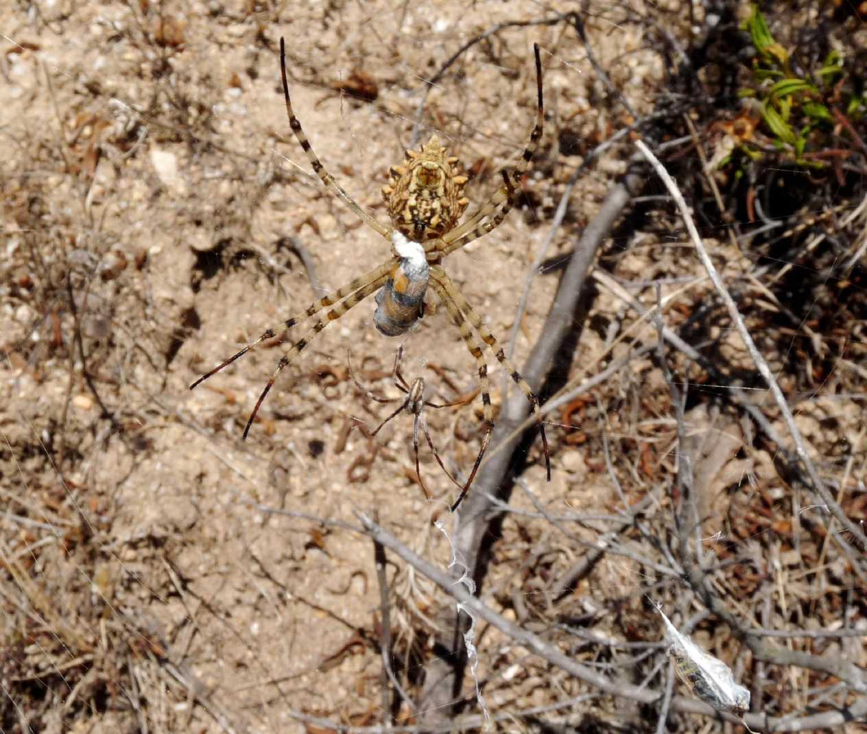 Il paradiso delll''Argiope